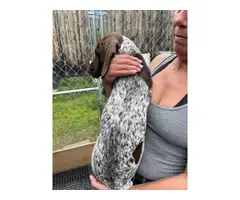 5 German Shorthaired Pointer puppies for sale - 5