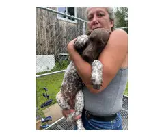 5 German Shorthaired Pointer puppies for sale - 7
