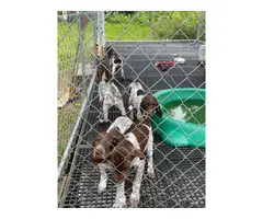 5 German Shorthaired Pointer puppies for sale - 9