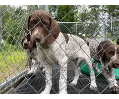 5 German Shorthaired Pointer puppies for sale - 10