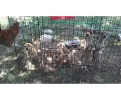 5 Chiweenie puppies looking for loving homes - 1