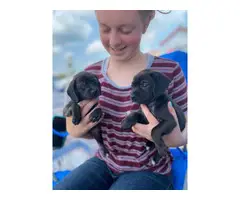 Purebred Patterdale Terrier puppies for sale