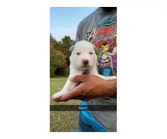 6 adorable Husky puppies for sale