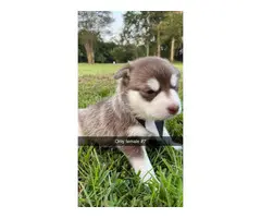 6 adorable Husky puppies for sale - 2