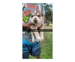 6 adorable Husky puppies for sale - 3