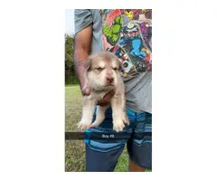 6 adorable Husky puppies for sale - 5