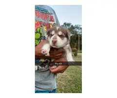 6 adorable Husky puppies for sale - 6