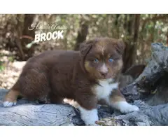 2 male Aussie puppies for sale - 2