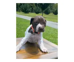 AKC GSP Puppies for Sale - 2