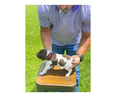 AKC GSP Puppies for Sale - 5