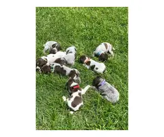 AKC GSP Puppies for Sale - 6