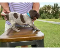 AKC GSP Puppies for Sale - 8