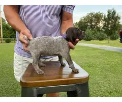 AKC GSP Puppies for Sale - 10