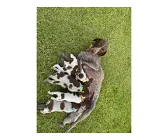 AKC GSP Puppies for Sale - 11