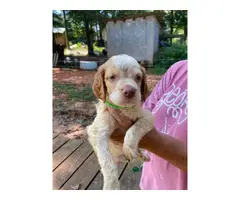 5 AKC Brittany puppies for sale