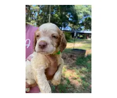 5 AKC Brittany puppies for sale - 2