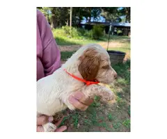 5 AKC Brittany puppies for sale - 3