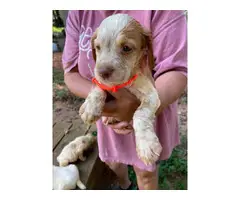 5 AKC Brittany puppies for sale - 4
