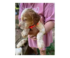 5 AKC Brittany puppies for sale - 5