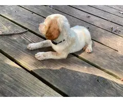 5 AKC Brittany puppies for sale - 6