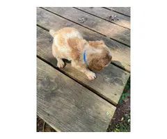 5 AKC Brittany puppies for sale - 10
