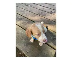 5 AKC Brittany puppies for sale - 11
