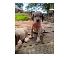5 AKC Brittany puppies for sale - 12