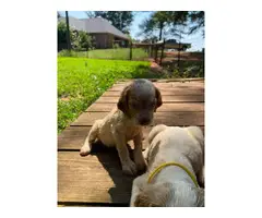 5 AKC Brittany puppies for sale - 13