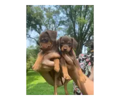 Chocolate and tan Dachshund puppies needing a new home