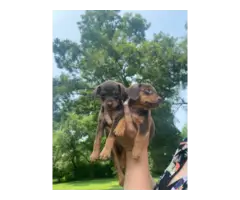 Chocolate and tan Dachshund puppies needing a new home - 2