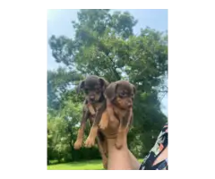 Chocolate and tan Dachshund puppies needing a new home - 3