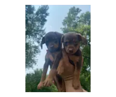 Chocolate and tan Dachshund puppies needing a new home - 4