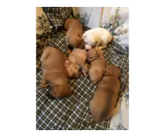 Beautiful Ratcha puppies for sale