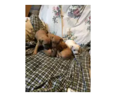Beautiful Ratcha puppies for sale - 2