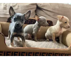 3 Gorgeous blue Chihuahua puppies for sale