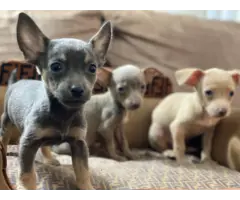 3 Gorgeous blue Chihuahua puppies for sale - 2