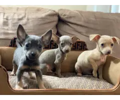3 Gorgeous blue Chihuahua puppies for sale - 3