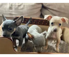 3 Gorgeous blue Chihuahua puppies for sale - 4