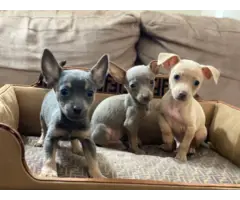3 Gorgeous blue Chihuahua puppies for sale - 5