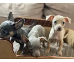 3 Gorgeous blue Chihuahua puppies for sale - 6
