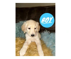 5× Purebred goldendoodle puppies needing new homes. - 2