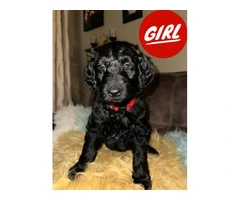 5× Purebred goldendoodle puppies needing new homes. - 3