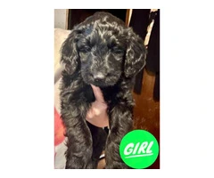 5× Purebred goldendoodle puppies needing new homes. - 4