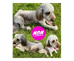 5× Purebred goldendoodle puppies needing new homes. - 5