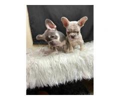 Excellent quality Frenchie puppies for sale - 2