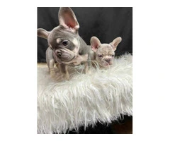 Excellent quality Frenchie puppies for sale - 3