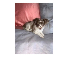 3 sweet long-haired Chihuahua puppies available