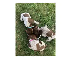 Purebred German shorthair puppies