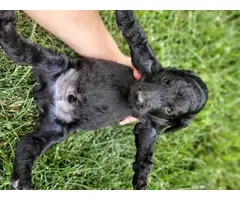 AKC Standard poodle puppies for sale - 3