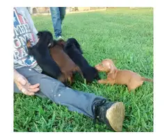 Long-haired mini dachshund pups for sale - 3